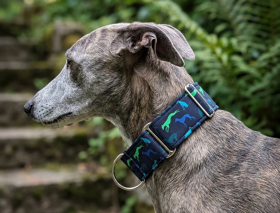 Obojek greyhound