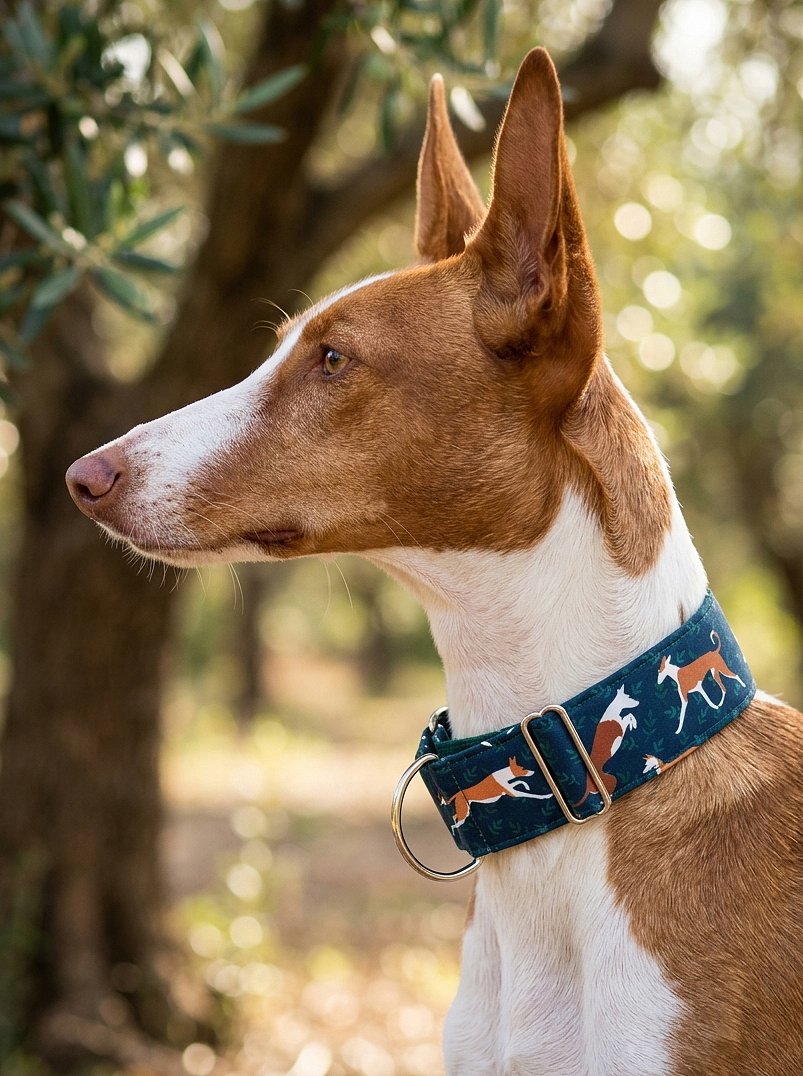 Obojek Podenco